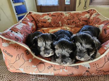 Schnauzer nano con pedigree ENCI