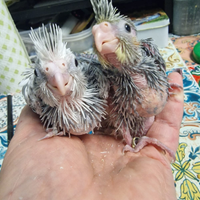 Calopsite allevate a mano