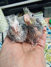 Calopsite allevate a mano