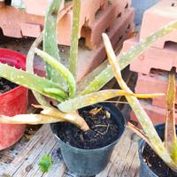 Piantine aloe 