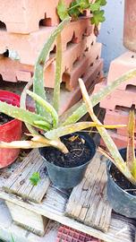 Piantine aloe 