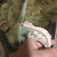 Geco Ciliatus