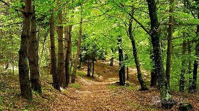 Pisano LAGO MAGGIORE - Terreni Agricoli/Bosco di 1