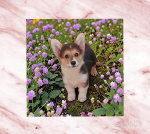 Corgi pembroke pedigree enci