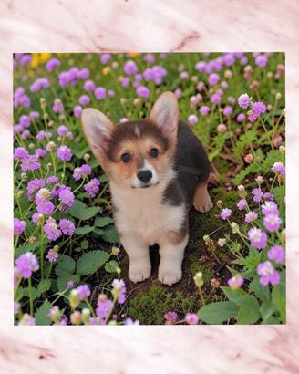 Corgi pembroke pedigree enci