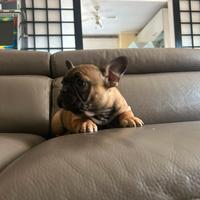 Cuccioli di Bulldog francese Fulvi Red