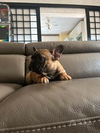 Cuccioli di Bulldog francese Fulvi Red