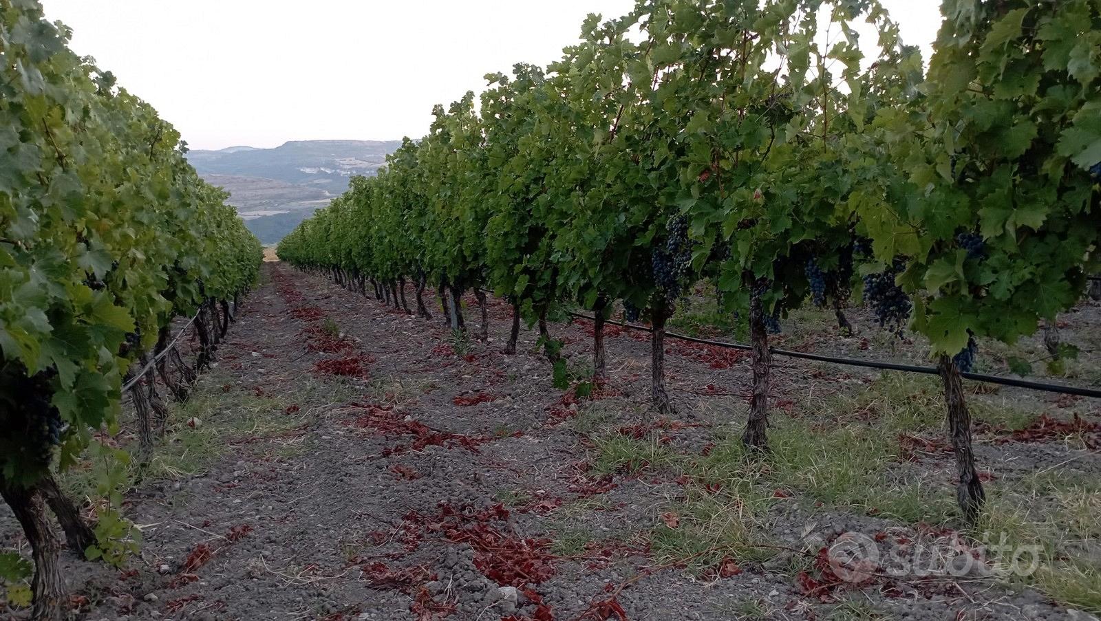 Tenuta Agricola 2,74 ha con Vigneto Produttivo e U - Altro