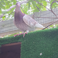 Piccione/ colombo viaggiatore