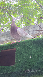 Piccione/ colombo viaggiatore