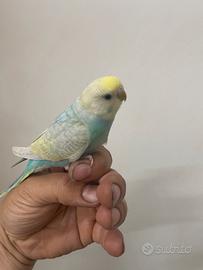 Cocorite Rainbow allevate a mano