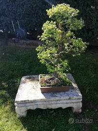Bonsai a partire da 20