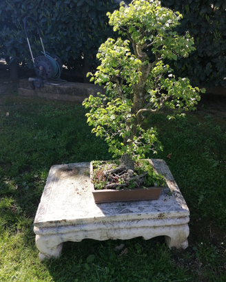Bonsai a partire da 20