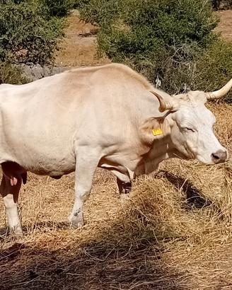 Mucche incrociate Charolaise francese 35 capi