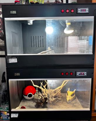 Geco (Underwoodisaurus milli) + terrario