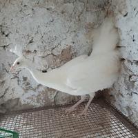 Pavone bianco