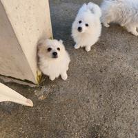 5 cuccioli volpino di 2 mesi con genitori visibili