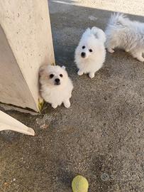 5 cuccioli volpino di 2 mesi con genitori visibili