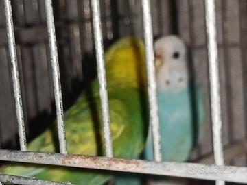 cocoriti 