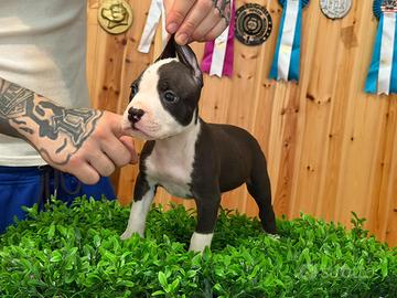 American pitbull terrier
