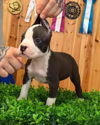 American pitbull terrier