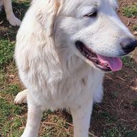 Pastore Maremmano-Abruzzese giovane