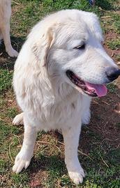 Pastore Maremmano-Abruzzese giovane