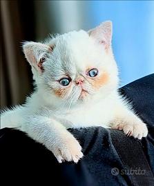 Gattino Exotic shorthair con Pedigree