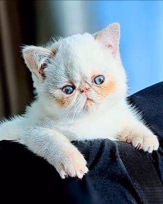Gattino Exotic shorthair con Pedigree