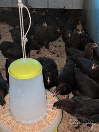 Galline marans