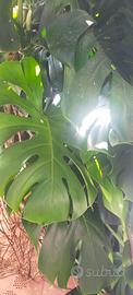 rizoma di pianta da interno