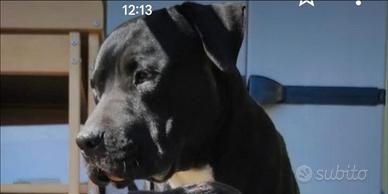 Simil Amstaff