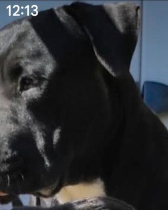 Simil Amstaff