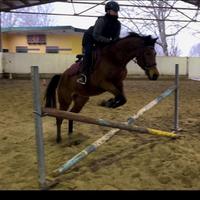 SELLA ITALIANO 12 anni