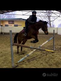 SELLA ITALIANO 12 anni