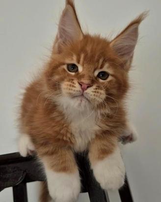 Cuccioli di maine coon