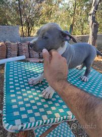 Cuccioli Amstaff