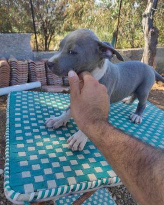 Cuccioli Amstaff
