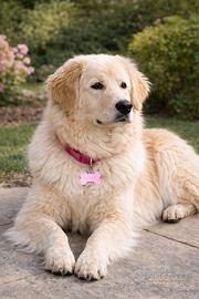 Golden Retriver