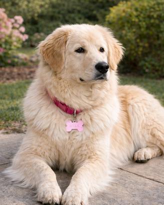 Golden Retriver