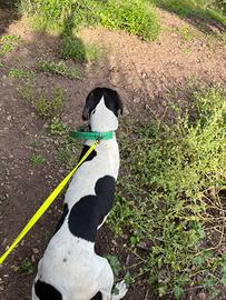 Pointer