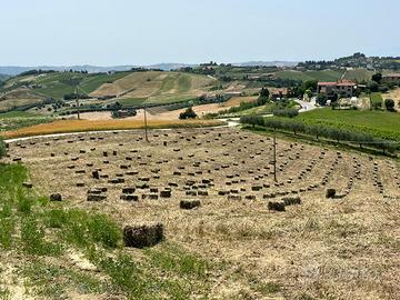 Ballette di fieno primo taglio