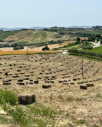 Ballette di fieno primo taglio
