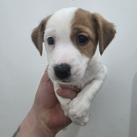 Cuccioli Jack russel con pedigree