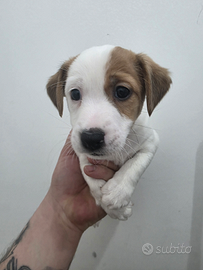 Cuccioli Jack russel con pedigree
