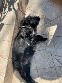 Cucciolo di cocker spinger
