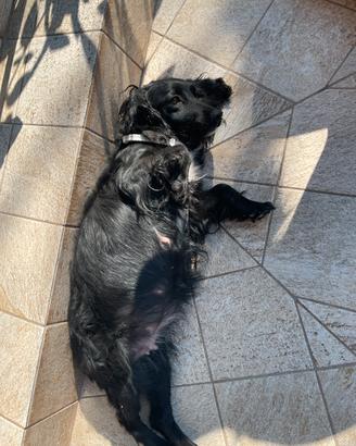 Cucciolo di cocker spinger