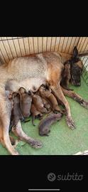 CUCCIOLI DI MALINOIS (pastori belga)