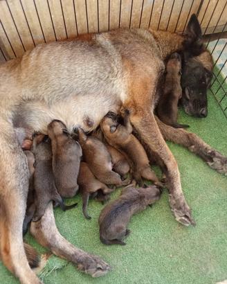 CUCCIOLI DI MALINOIS (pastori belga)