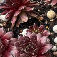 Sempervivum “Havendijker Teufel”